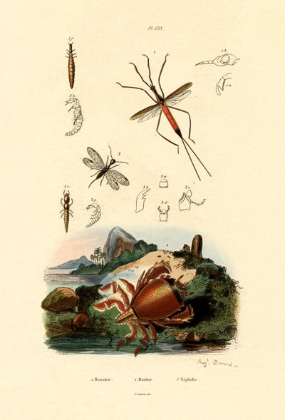Needle Bug by French School